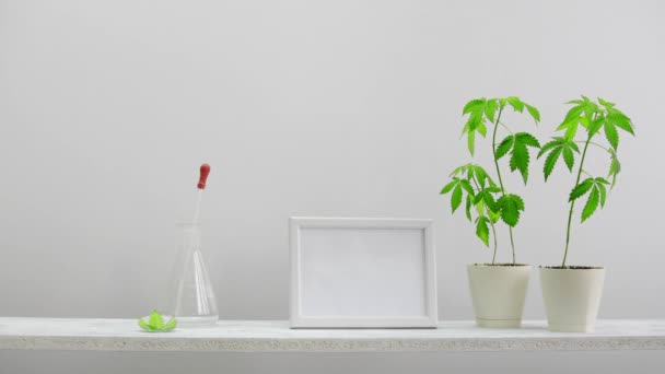 ピクチャーフレームモックアップ付きのモダンな客室の装飾。手で壁に対する白い棚は、Cbdオイルでガラスドロッパーボトルを置きます。鉢植えのマリファナ植物があります。Cbdの健康コンセプト. - 映像、動画