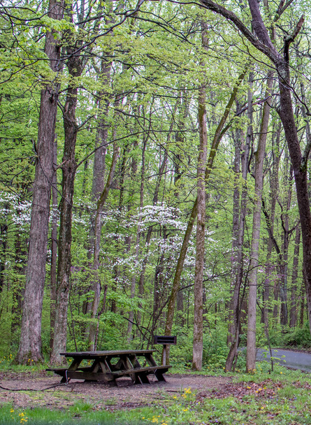 Springtime picnic area with flowering dogwoods - Fotoğraf, Görsel