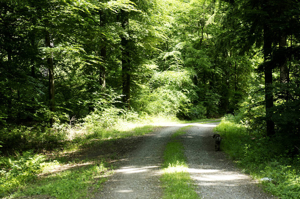 Wilde bos boom achtergrond 50, 6 Megapixels 6480 met 4320 pixels - Foto, afbeelding