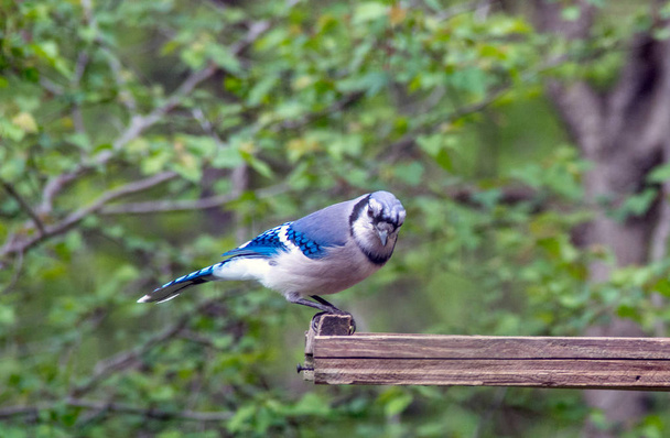 Bluejay bird posing for the camera - 写真・画像