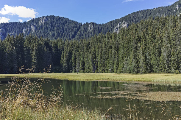 Krajobraz trawiastego jeziora Smolyan (Trevistoto) w Górach Rodopskich, obwód smoliański, Bułgaria - Zdjęcie, obraz