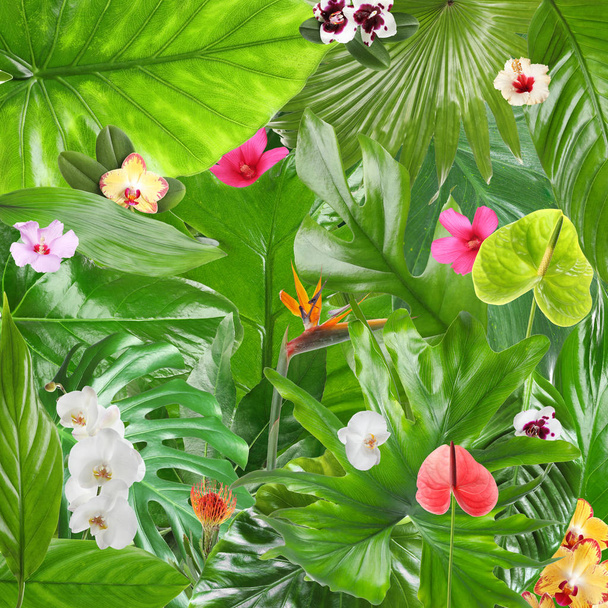 Mooie tropische bladeren en bloemen als achtergrond - Foto, afbeelding