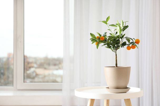 Potted citrus tree on table near window indoors. Space for text - Fotografie, Obrázek
