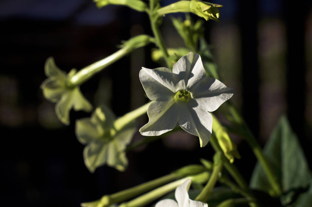 Nicotiana alata цветы табака
 - Фото, изображение