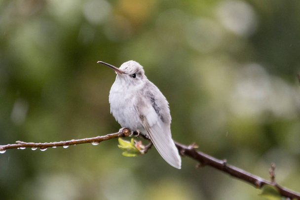 Ritka fehér Leucistic csodálatos kolibri (Eugenes spectabilis) San Gerardo de dota, madarak Costa Rica - Fotó, kép
