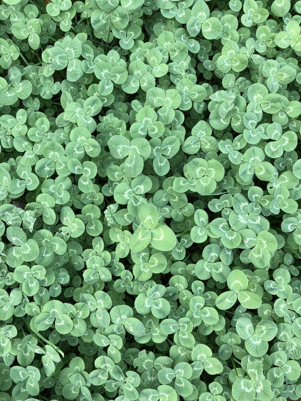 green leafs clover background - Foto, Imagem
