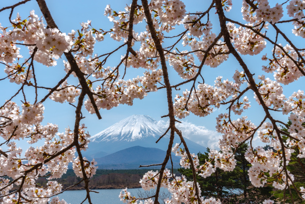 View of Mount Fuji and full bloom white cherry tree flowers at Lake Shoji (Shojiko) Park in spring sunny day with clear blue sky natural background. Цветение сакуры в Яманаси, Япония
 - Фото, изображение