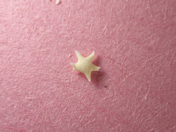 Tokyo,Japan-June 7, 2019: Closeup of star sands or star-shaped sands - Photo, Image