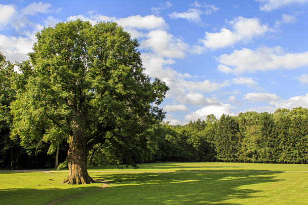 A Maksimir Park legidősebb fa a reggeli napsütésben - Fotó, kép
