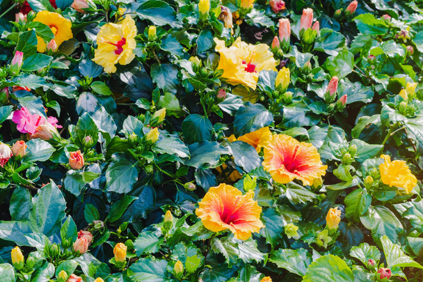 Piękne kolorowe hibiskus kwiaty w publicznym ogrodzie  - Zdjęcie, obraz