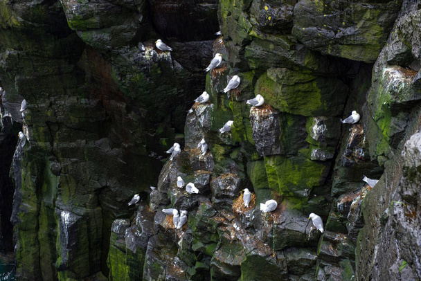 Seagulls nesting on the coastline rocks of Iceland - Photo, Image
