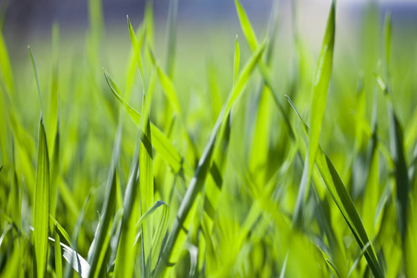Field of green grass closeup.  - 写真・画像