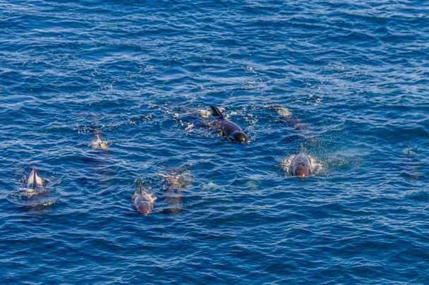 Long-Finned Pilot Whales in the Southern Atlantic Ocean - Photo, Image