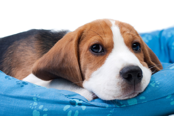 Beagle kiskutya ül - Fotó, kép