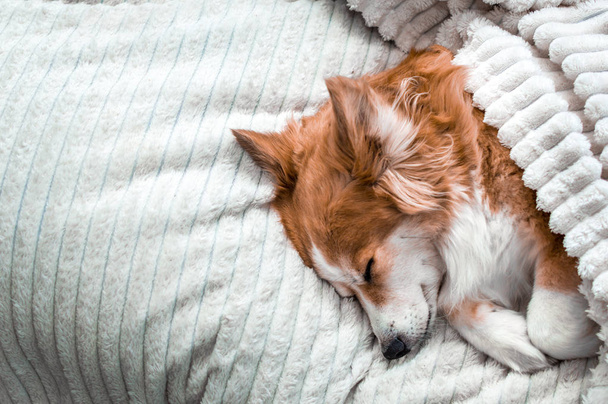 Red cute dog sleeps on a white blanket. Close-up. Portrait - Zdjęcie, obraz