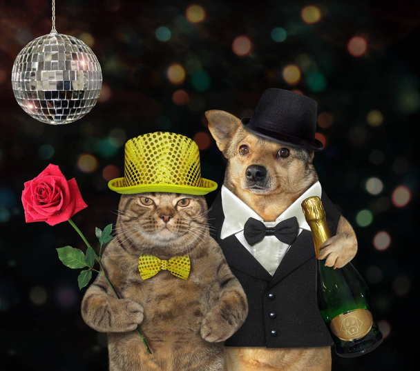 Dog and cat in a nightclub 2 - Photo, Image