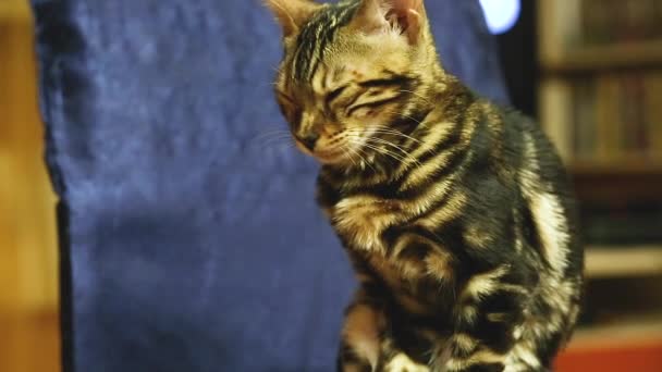 Vídeo de Bengala doméstico pedigree gato que se senta e olha para uma cadeira no apartamento
. - Filmagem, Vídeo