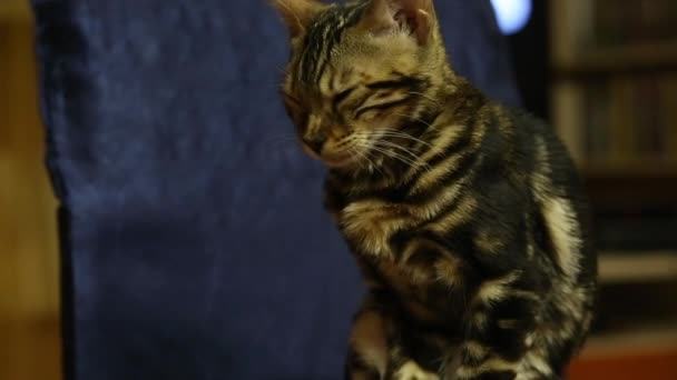 Video van Bengalen binnenlandse stamboom kat die zit en kijkt op een stoel in het appartement. - Video