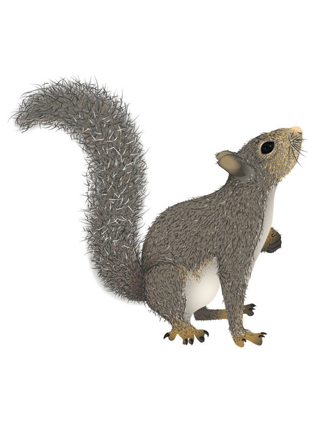Realistic squirrel with fluffy tail that looks up. Vector illustration, isolated, white background - Vector, Image