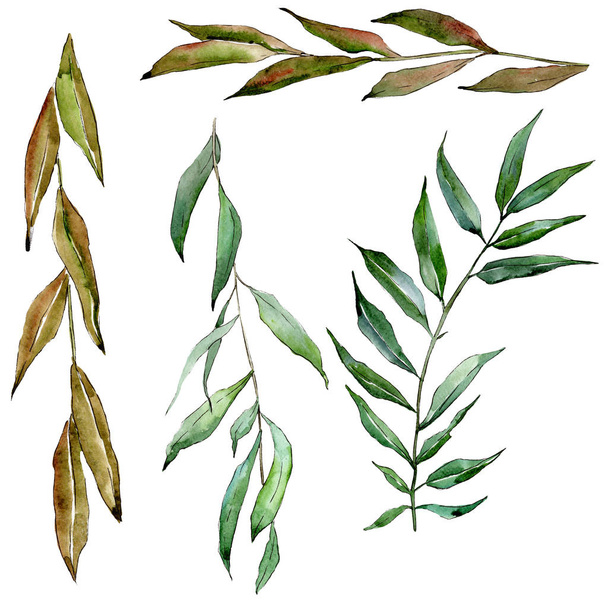 Green willow branches. Watercolor background illustration set. Isolated branch illustration element. - Фото, зображення