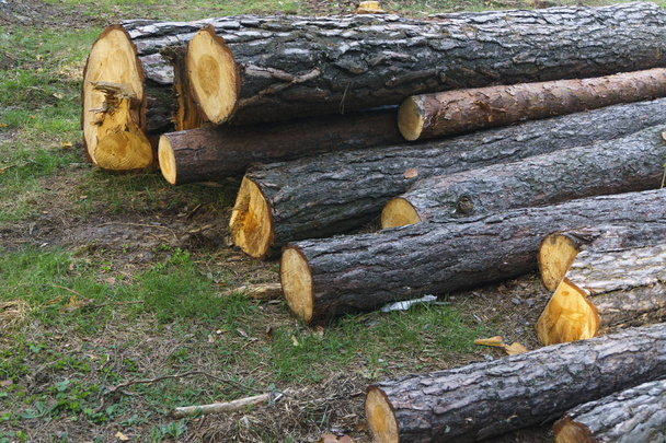 Haufen langer Holzstämme, waagerecht in Nahaufnahme im Wald gestapelt - Foto, Bild