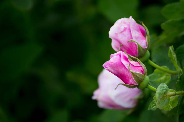 un pequeño jardín rosa rosas en un arbusto florece cerca de una casa en la ciudad
. - Foto, imagen