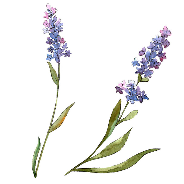 ブルーバイオレットラベンダーの花の植物の花。水彩画の背景セット。絶縁ラベンダーイラスト要素. - 写真・画像