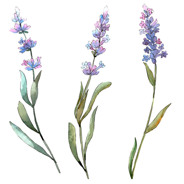 Blue violet lavender floral botanical flowers. Watercolor background set. Isolated lavender illustration element. - Photo, Image