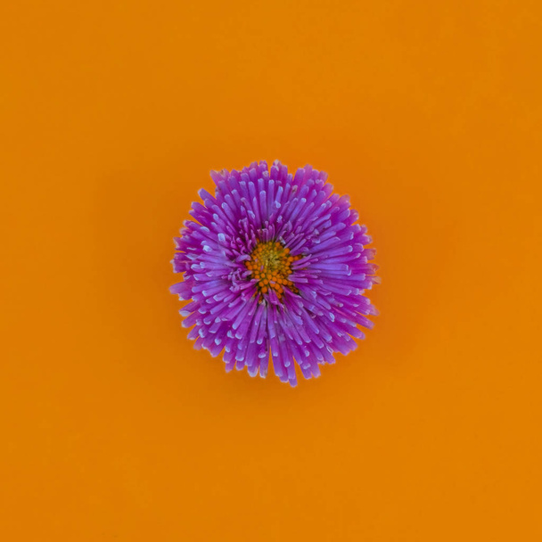 Flower on bright backdrop isolated top view - Zdjęcie, obraz