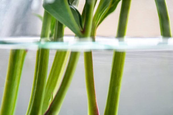 Vista da vicino di un vaso di vetro trasparente con acqua attraverso il quale sono visibili steli verdi di fiori
 - Foto, immagini