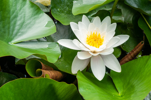 flower of water lily white hatched natural - Photo, Image
