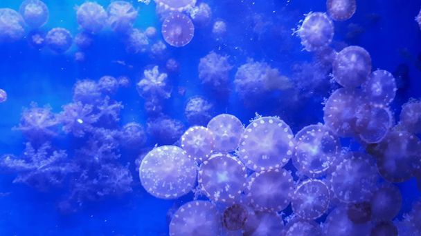 Akwarium tło z Jellyfish na szkle - Zdjęcie, obraz
