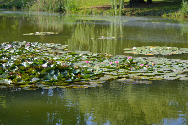 Lirio de agua rosa con hojas verdes en el lago jardín
 - Foto, Imagen