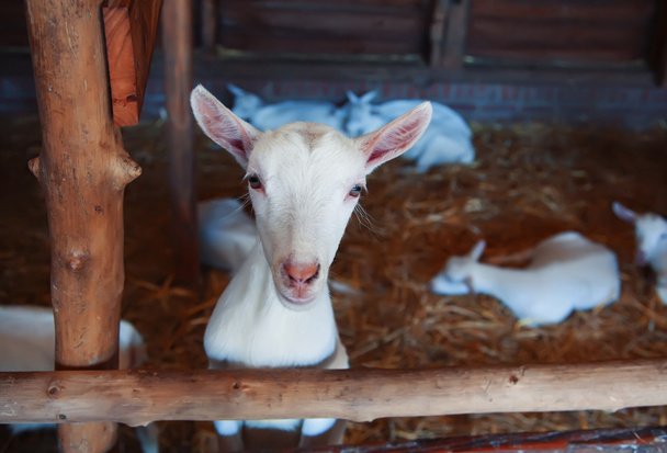 young goats - Foto, Bild