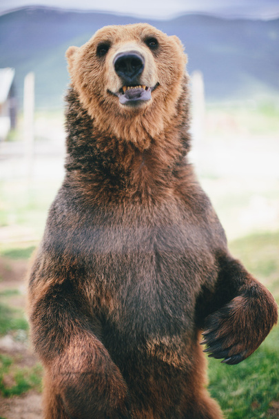 grizzly medve - Fotó, kép
