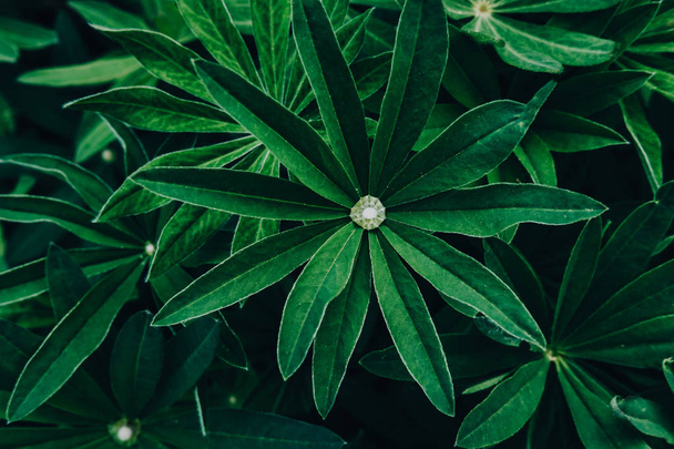 Folhas verdes brilhantes vista superior fundo minimalista
 - Foto, Imagem