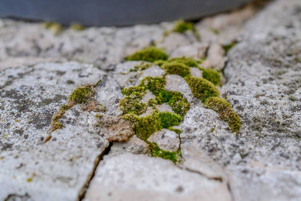 muschio verde sulla roccia - Foto, immagini