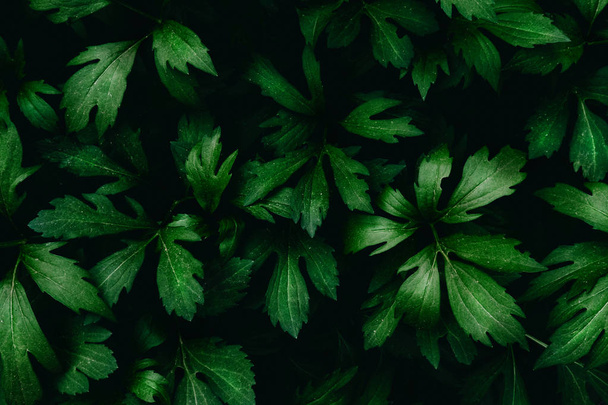 Bright green leaves top view minimalistic background - Foto, Imagen