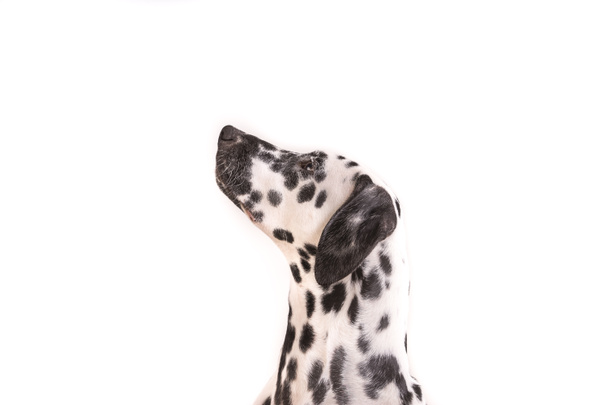 Headshot jeden młody kropkowane Puppy Dalmacji - Zdjęcie, obraz