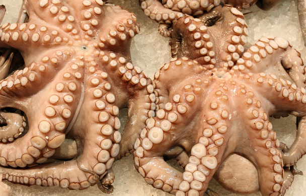 Octopus - Foto, afbeelding