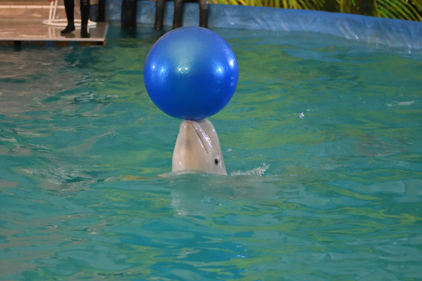 Belukha realiza uma bola de exercício
  - Foto, Imagem