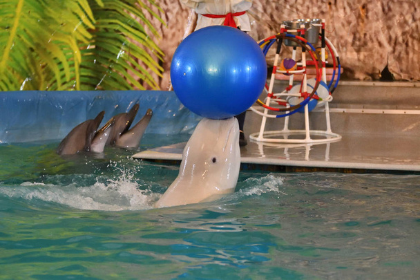 Belukha performs an exercise ball  - Photo, Image