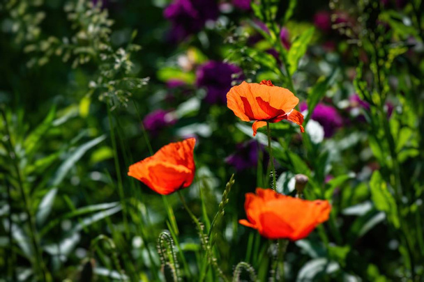 Güzel kırmızı Papaver çiçek renk yaz doğa makro yakın fotoğraf - Fotoğraf, Görsel