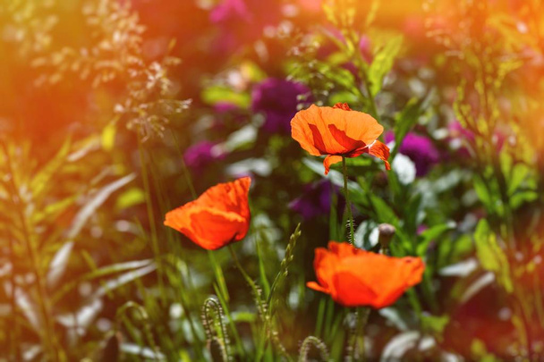 Гарний червоний папероносець кольору квітки літо природа макрос
 - Фото, зображення
