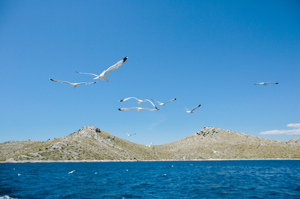Чайки літають над блакитним небом
 - Фото, зображення