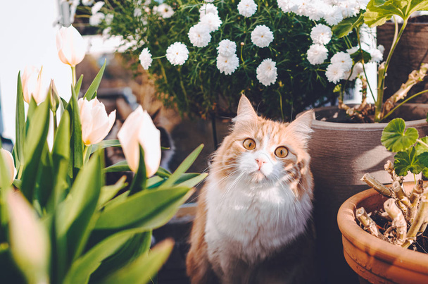 Αξιολάτρευτο και αστείο τζίντζερ γατούλα περιβάλλεται με όμορφα λουλούδια του καλοκαιριού που αναζητούν παράξενα στην κάμερα. - Φωτογραφία, εικόνα