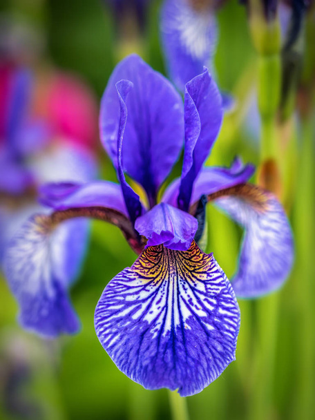 Bloemhoofd van de Siberische iris - Foto, afbeelding