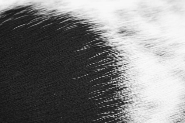 Inglês apontando textura do cabelo do cão
 - Foto, Imagem