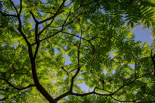 Fondo de hermosas hojas verdes sobre cielos azules
 - Foto, Imagen