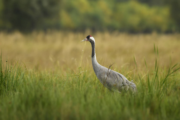 Grulla común - Grus grus, hermoso pájaro grande de campos y prados euroasiáticos, Parque Nacional Hortobagy, Hungría
. - Foto, imagen